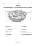 Plant Cells, Animal Cells, and Mitosis - Worksheets Bundle