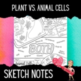 Plant Cells vs Animal Cells Sketch Notes (Doodle Note)/ Co