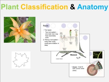 Preview of Plant Classification & Anatomy PPT