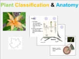 Plant Classification & Anatomy PPT