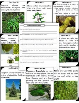 Plant Classification Scavenger Hunt: | Printable and Digital Distance