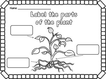 Plant Cycle by Key Korner | Teachers Pay Teachers