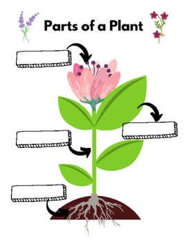 Plant Diagram and Photosynthesis by Melissa Horton | TPT