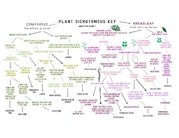 Preview of Plant Dichotomous Key