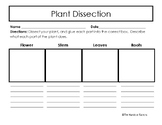 Parts of a Plant: Plant Dissection Graphic Organizer