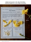 Plant Dissection Lesson and Worksheet