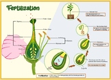 Plant Fertilization/Reproduction Printable Set