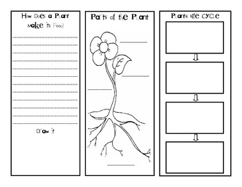 Plant Foldable by Casey Mayes | Teachers Pay Teachers