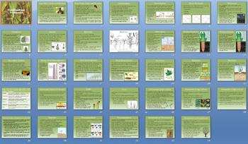 Preview of Plant Growth Development Smartboard Notebook Presentation Lesson Plan