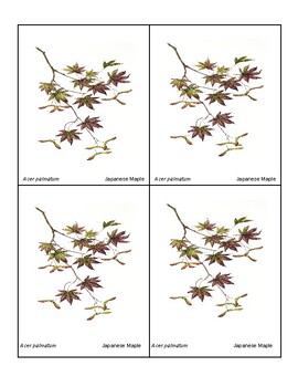 Preview of Plant ID Matching Game (#1-10)