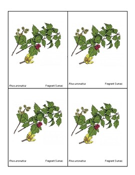 Preview of Plant ID Matching Game (#11-20)