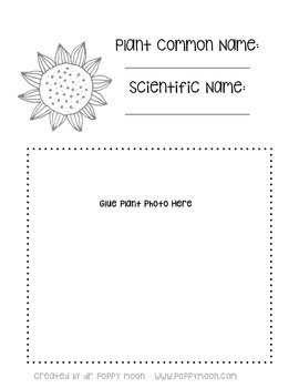 Preview of Plant Identification Worksheet Packet