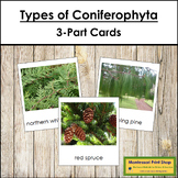 Plant Kingdom: Types of Coniferophyta