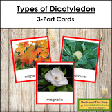 Plant Kingdom: Types of Dicotyledon (color borders)