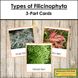 Plant Kingdom: Types of Filicinophyta (color borders)