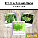 Plant Kingdom: Types of Ginkgophyta (color borders)