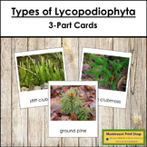 Plant Kingdom: Types of Lycopodiophyta
