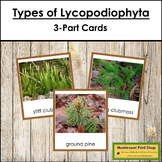 Plant Kingdom: Types of Lycopodiophyta (color borders)