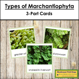 Plant Kingdom: Types of Marchantiophyta (color borders)