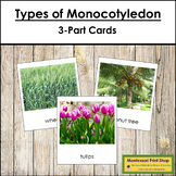 Plant Kingdom: Types of Monocotyledon