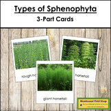 Plant Kingdom: Types of Sphenophyta