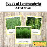 Plant Kingdom: Types of Sphenophyta (color borders)