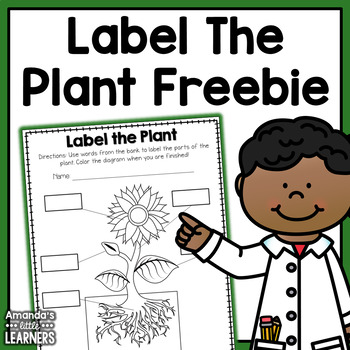 Preview of Plant Labeling Worksheet - Free