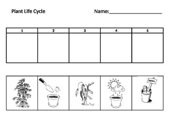 Plant Life Cycle by Teach Destiny | Teachers Pay Teachers