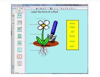 Preview of Plant Life Cycle