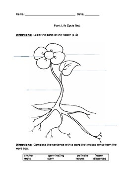 Preview of Plant Life Cycle