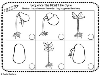 Plant Life Cycle Booklet & Activities by Teacher Features | TPT