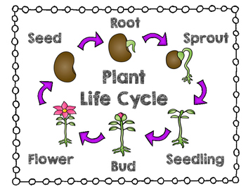 Plant Life Cycle by Amy Blackwell | TPT