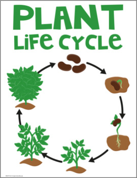 Plant Life Cycle by First Grade Schoolhouse | Teachers Pay Teachers