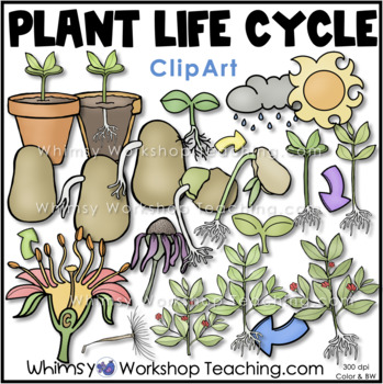 Preview of Plant Life Cycle Clip Art Whimsy Workshop Teaching