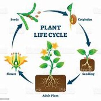 Preview of Plant Life Cycle