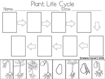 Plant Life Cycle {A Mini Science Learning Unit} by Melanie Mowery