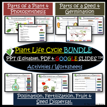 Germination Cycle 3