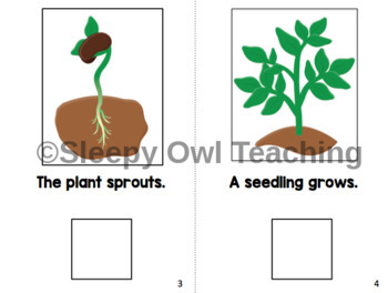 Plant Life Cycle Adapted Book by Sleepy Owl Teaching | TpT