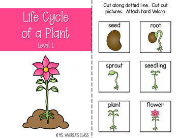 Preview of Plant Life Cycle - Adapted Book {FREEBIE!!}