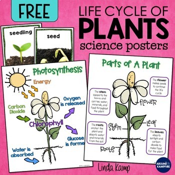 Plant Life Cycle Anchor Charts FREEBIE by Linda Kamp | TpT