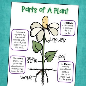 Parts Of The Plant Chart