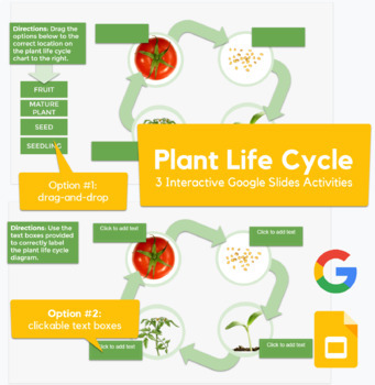 angiosperm life cycle for kids