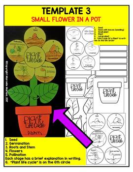 Plant Life Cycle Art Activity Template by Marcelle's KG Zone | TpT