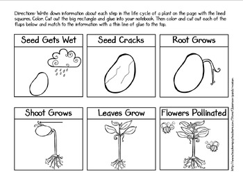 Plant Life Cycle Pack by Classroom 
