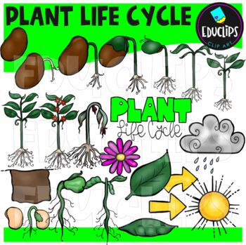 Preview of Plant Life Cycle Clip Art Set {Educlips Clipart}