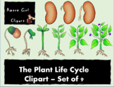 Plant Life Cycle Clip-Art - Set of 9