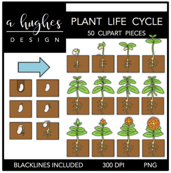 Preview of Plant Life Cycle Clipart