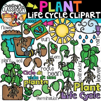 Preview of Plant Life Cycle Clipart {Life Cycles Clipart}