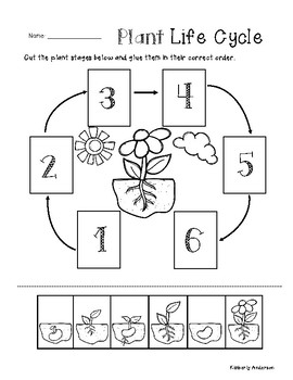 Plant Life Cycle - Cut / Paste Worksheet by Beached Bum Teacher | TpT