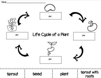 Plant Life Cycle Cut and Paste by PreKinders in Paradise | TpT